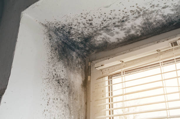 Affordable Mold Remediation solutions in Comstock Park, MI